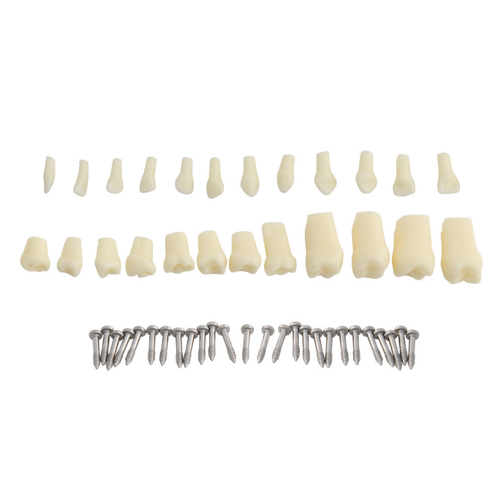 24 Teeth Removable Replaceable Children Deciduous Tooth Preparation Teacth Model