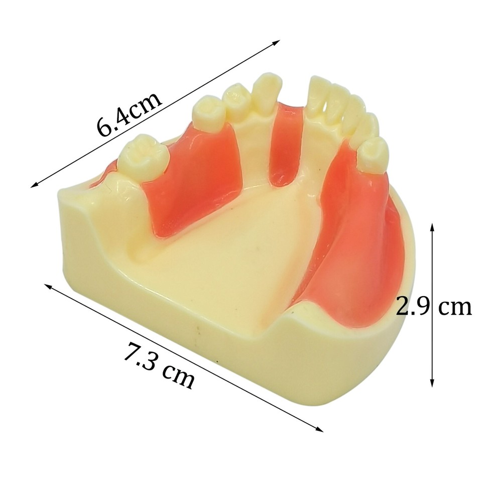 Dental Implant Practice Teeth Model Cutting Suturing Typodont M2004