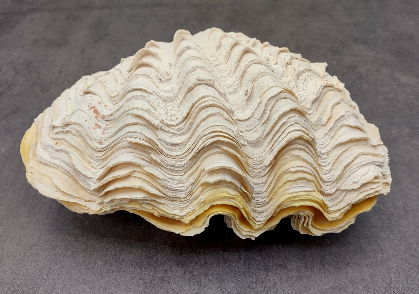 Large Derasa Clam Seashell White Tridacna Derasa (1 shell approx. 7+ inches)