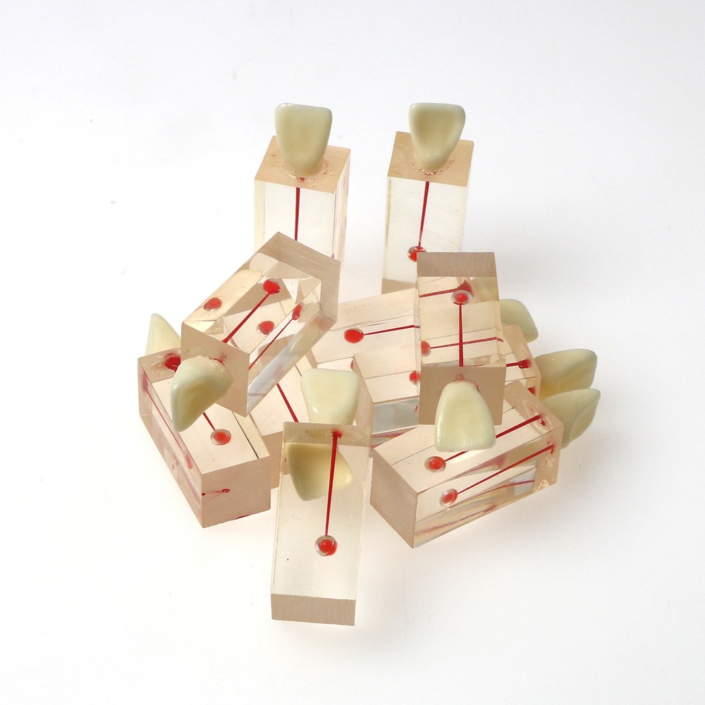 10Pcs Dental Endo Root Canals Teeth Model Practice Block RCT Pulp Cavity Study