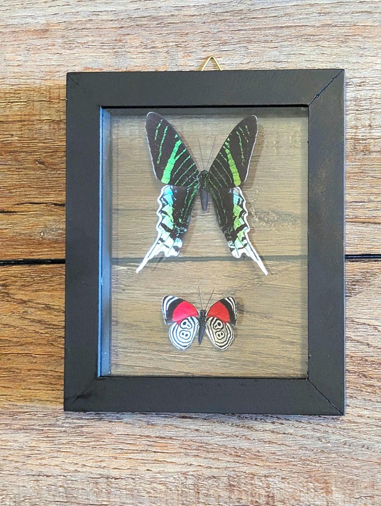 2 REAL BUTTERFLIES FRAMED COLLECTION DOUBLE GLASS