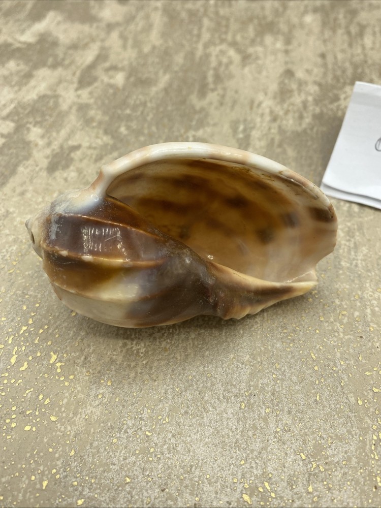 SPECTACULAR MARKINGS ON THIS HARPA MAJOR SEASHELL SEASHELLS 3.5”