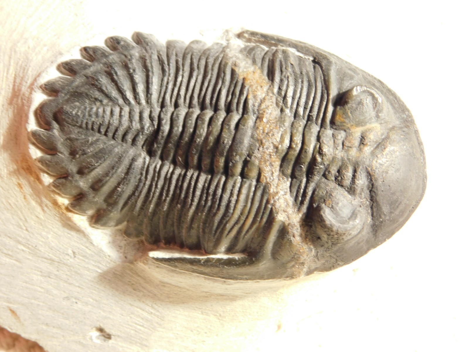 LARGER! Hollardops TRILOBITE Fossil Nice and 100% Natural Morocco 289gr