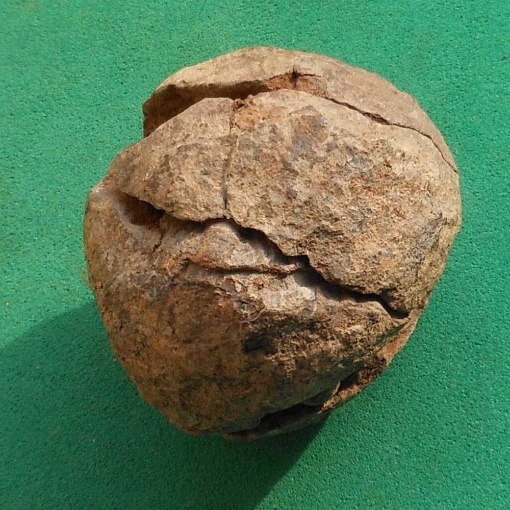 Trilobite, Eldredgeia eocryphaeus: Bolivia devonian trilobite fossil
