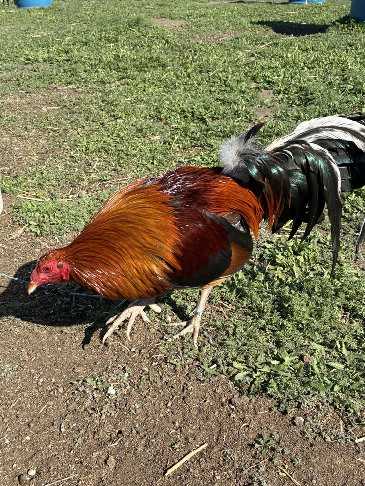 12+ Chicken Hatching Eggs