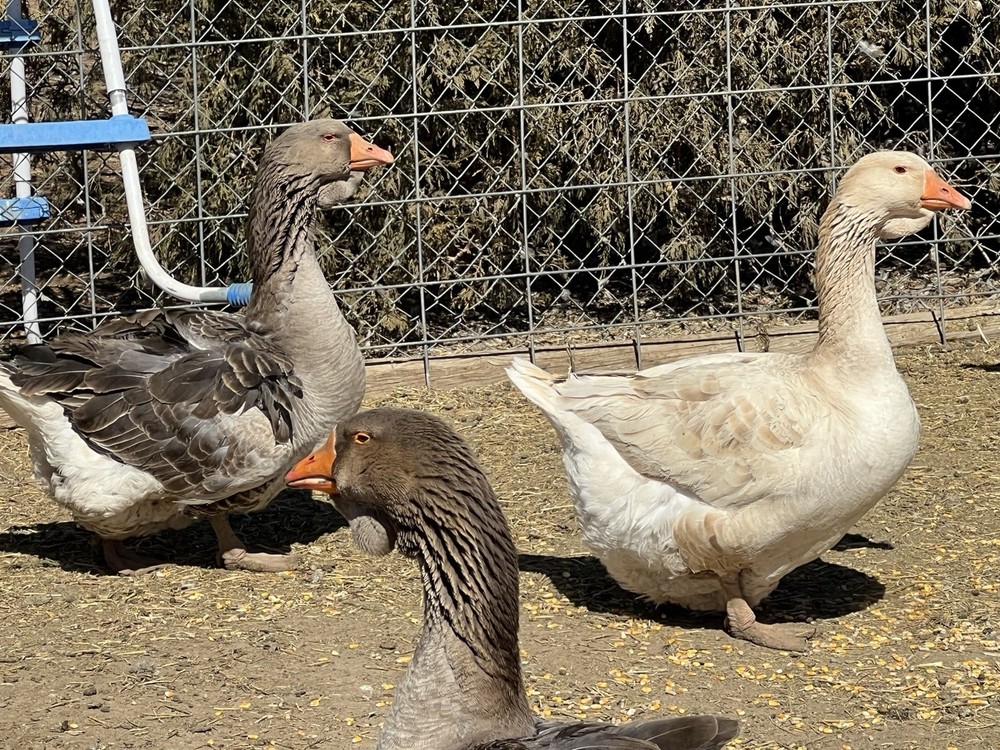 Jumbo Dewlap Toulouse Hatching Eggs
