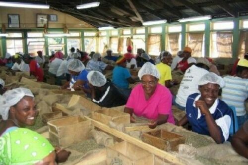 100% JAMAICAN BLUE MOUNTAIN COFFEE BEANS MEDIUM ROASTED 2 TO 12 POUNDS