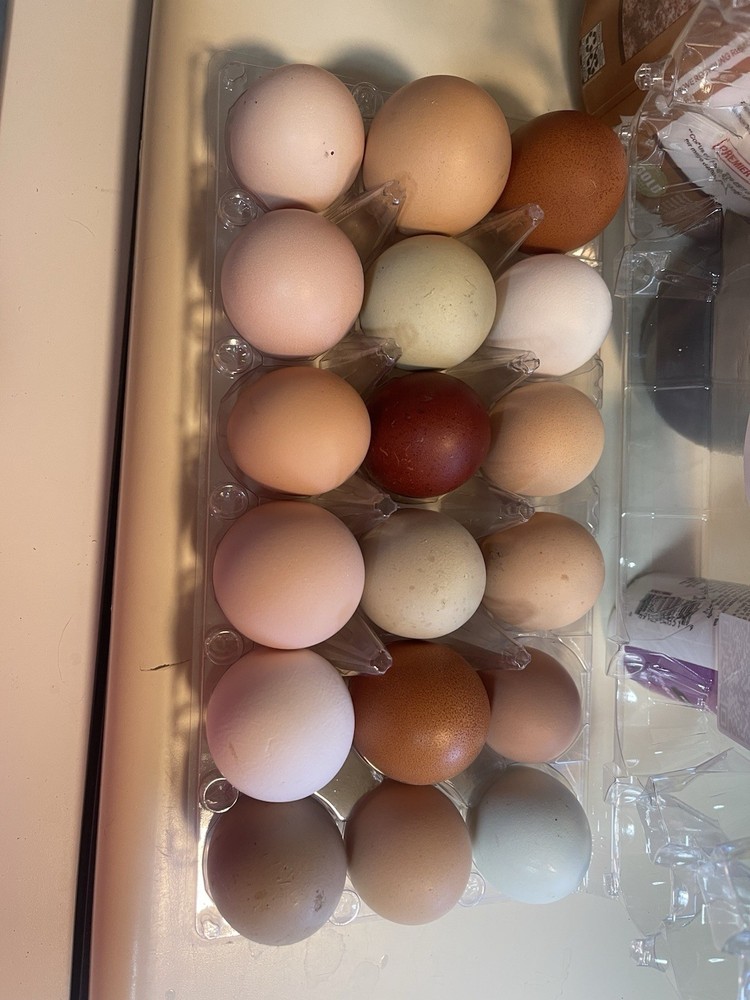 NPIP 18 Barnyard mix Assorted Hatching Eggs