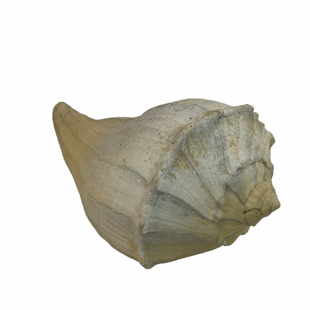 Large 11” Fossil seashell knobby whelk knobbed conch shell