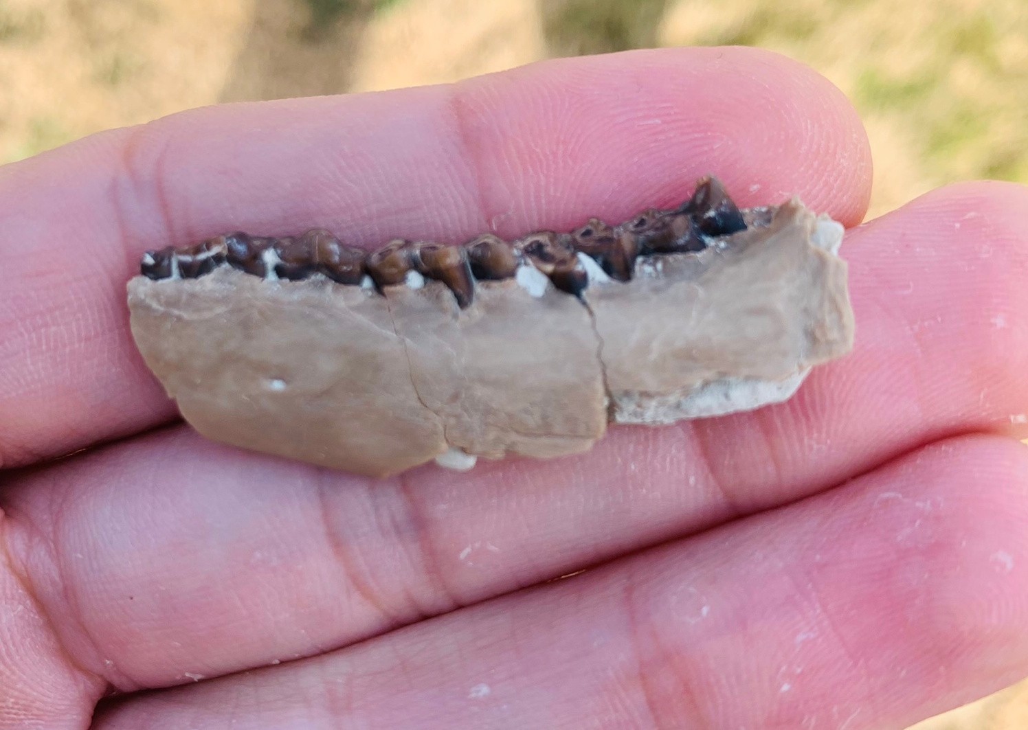 Fossil Deer jaw with teeth, Nebraska, white river badlands,