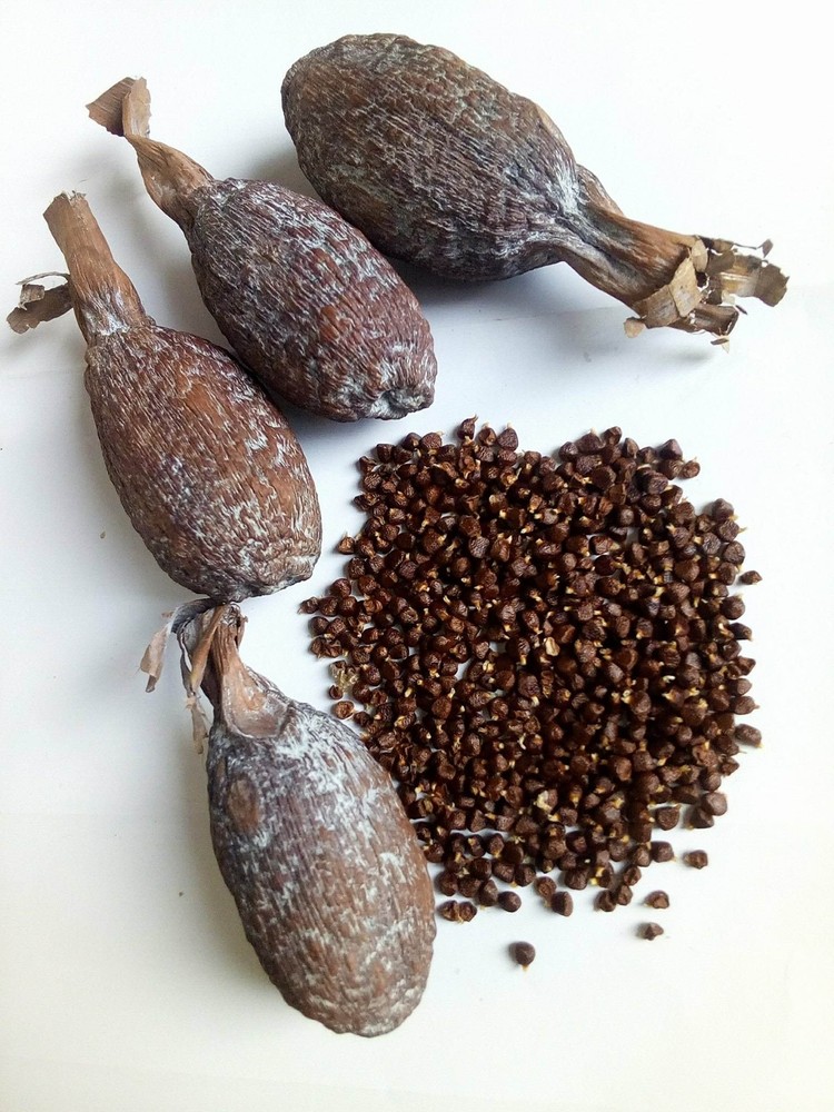 Ghana Alligator Pepper mbongo spice hepper Pepper   (10)