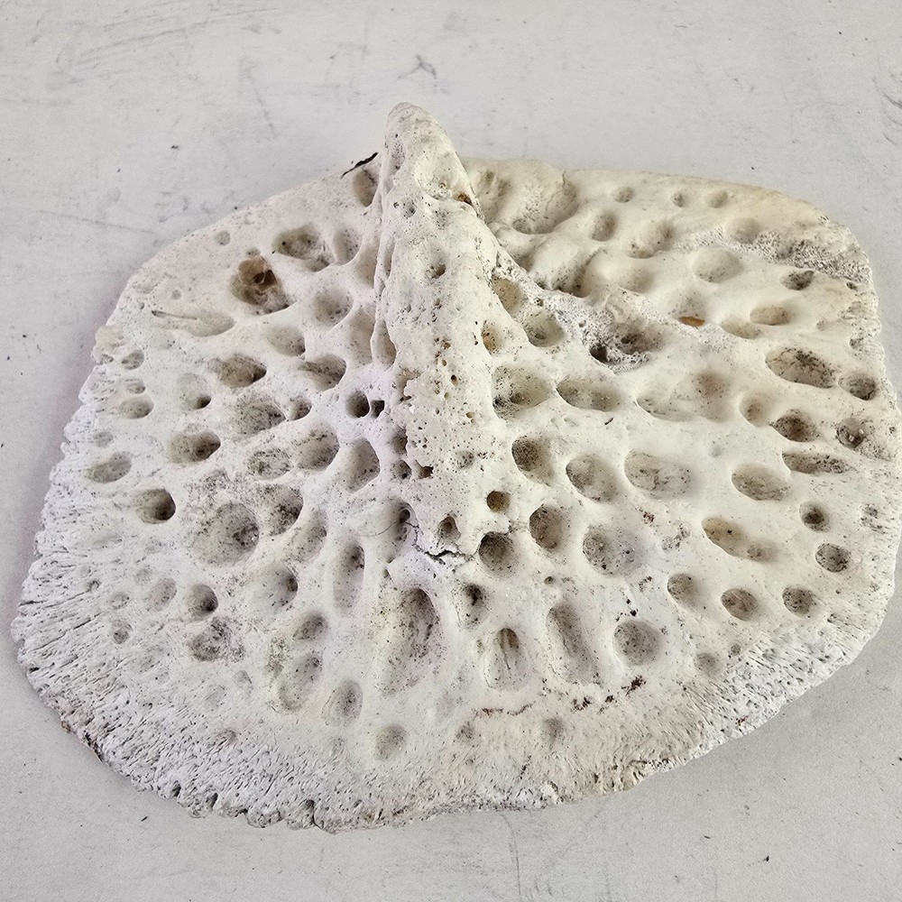 Gator Alligator Back Scute bone bones Bony scutes croc weird Osteoderms white