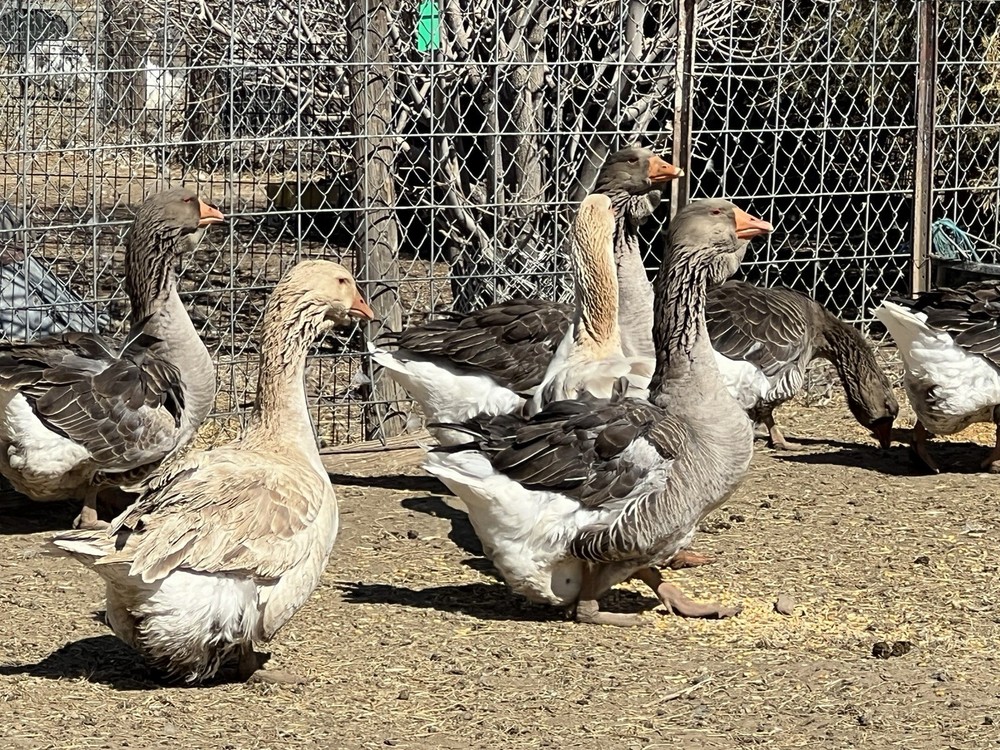 Jumbo Dewlap Toulouse Hatching Eggs