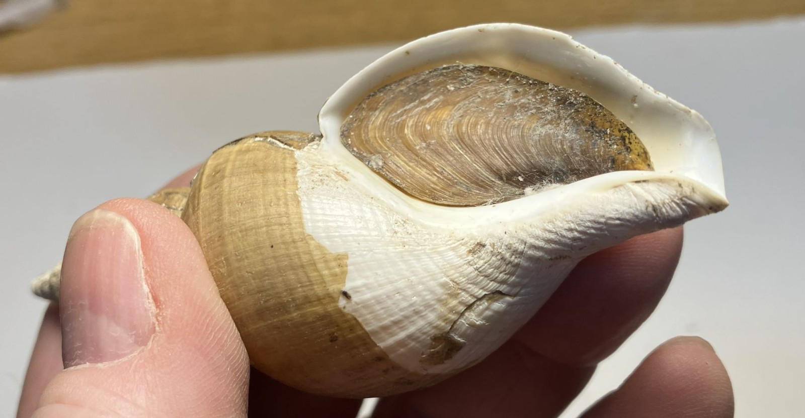 Japelion adelphicus (Dall, 1907). Great Shape. Taiwan, east china sea. 100 mm