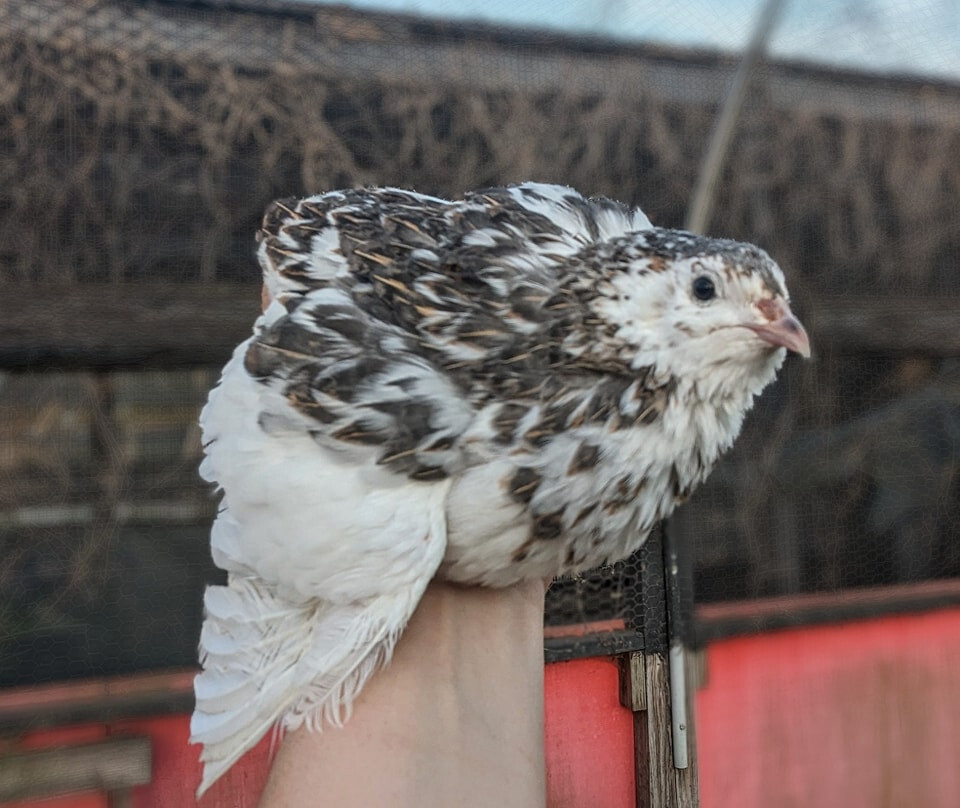 55 +extras Coturnix Quail Hatching Eggs NPIP Flock