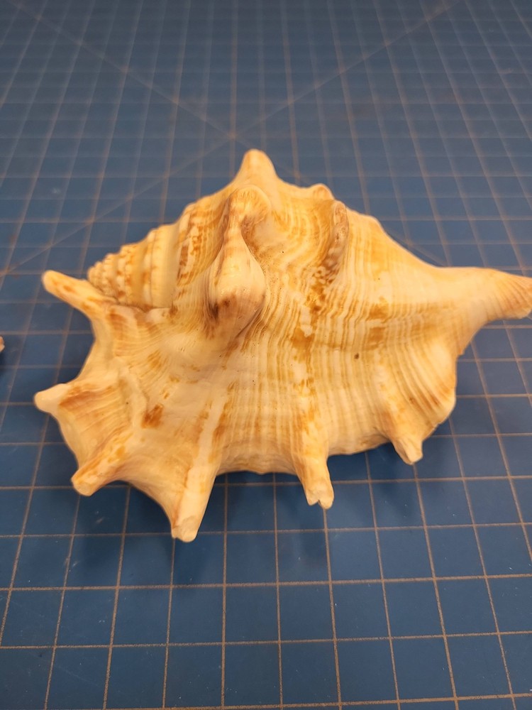 Seashells Lot 2 Assorted Conch Shells Beach Coastal Decor Seashell Collection