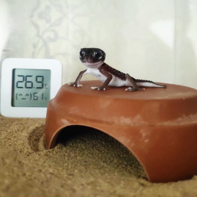 Ceramic Reptile Hiding Cave Terrarium Hide Basking Platform