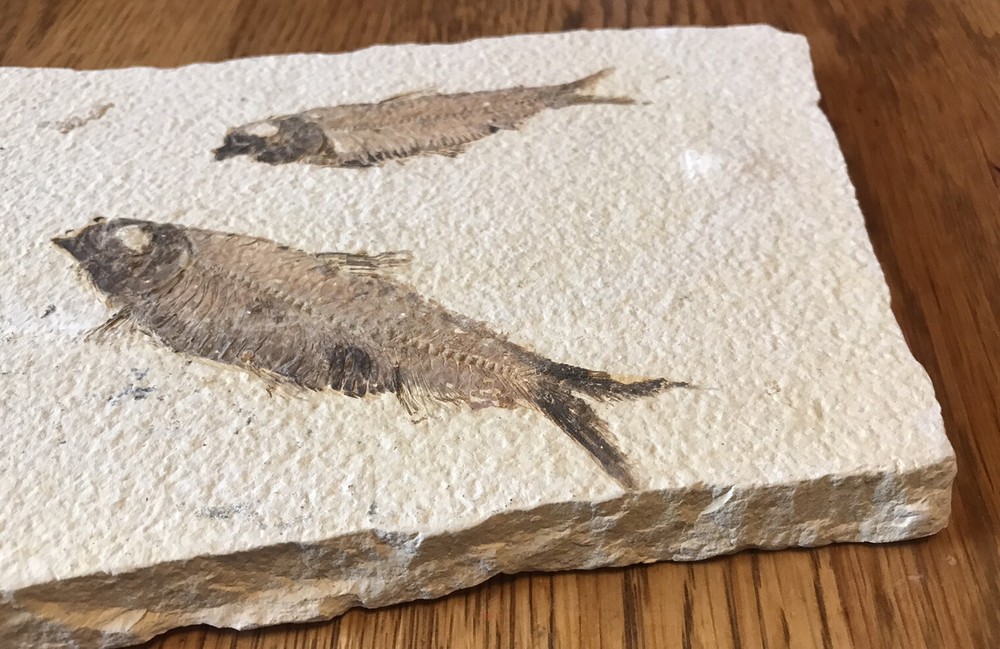 Multiple Fish Fossil Plate