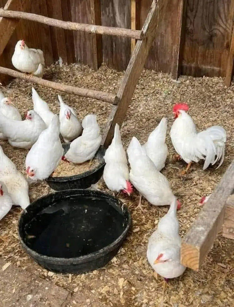 White Leghorn 12+ hatching eggs(Read Description)
