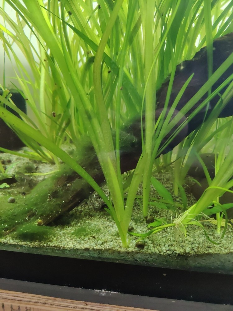 12” Jungle Val