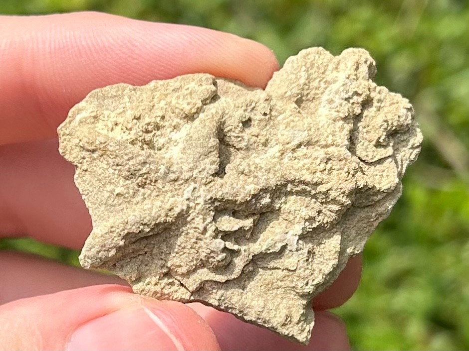 Alabama Fossil Starfish Cast Mississippian Age Bangor Limestone Formation