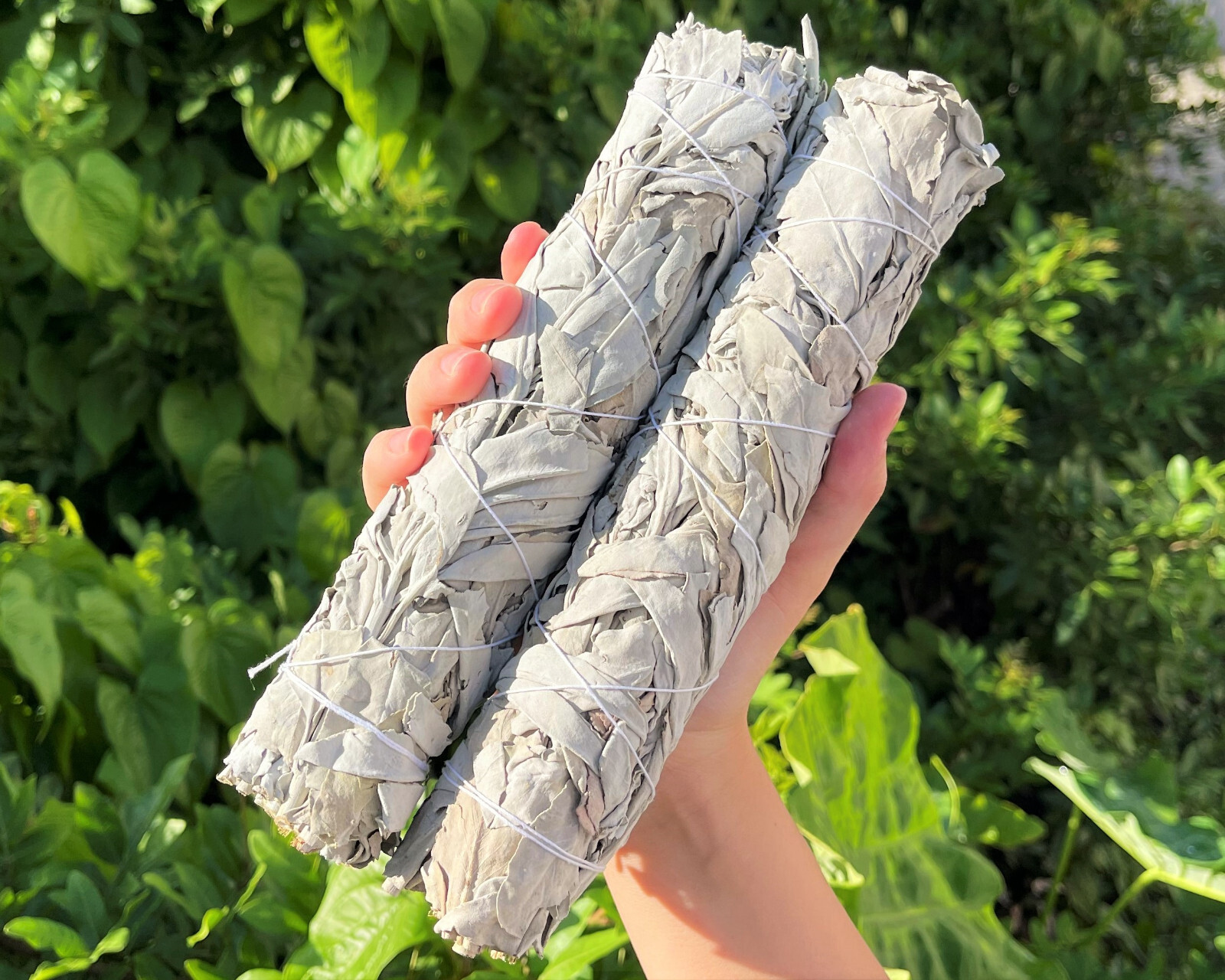 9" JUMBO White Sage Smudge Bundles - 2 Pack Bulk Lot Large Sticks + Directions