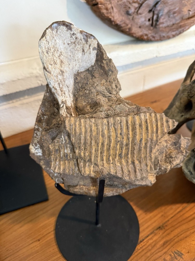 Hadrosaurus Fossil Jaw With Tooth