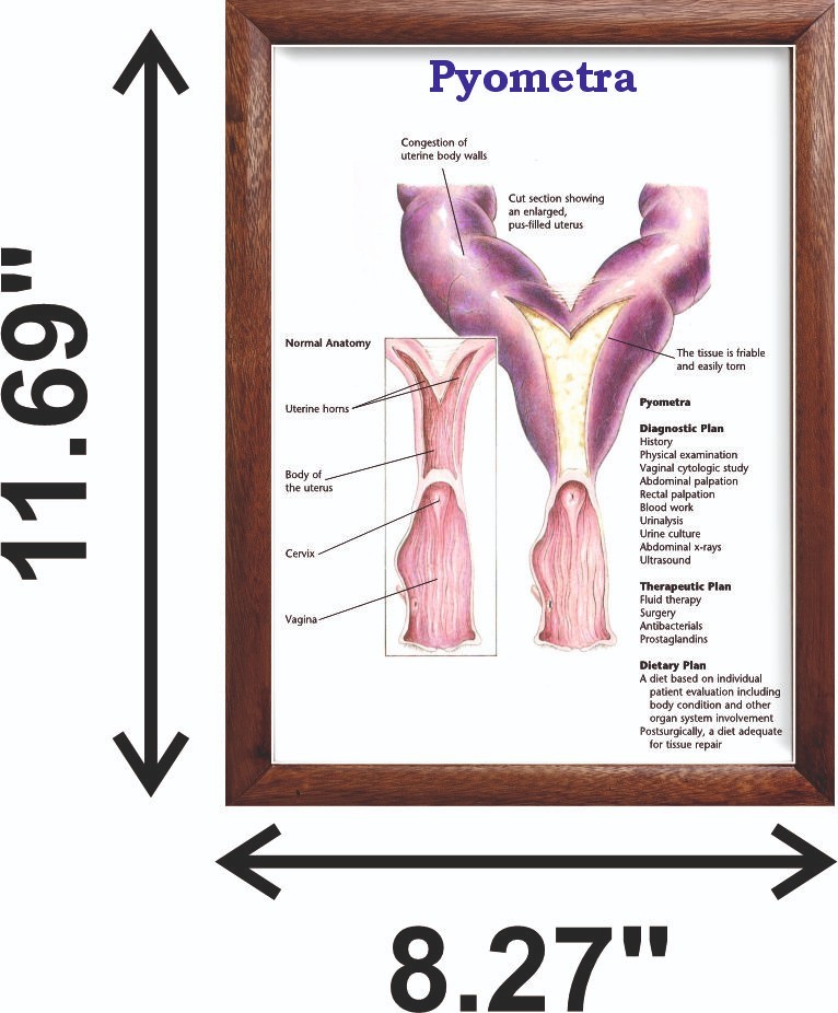Pyometra Chart 12x18 inches
