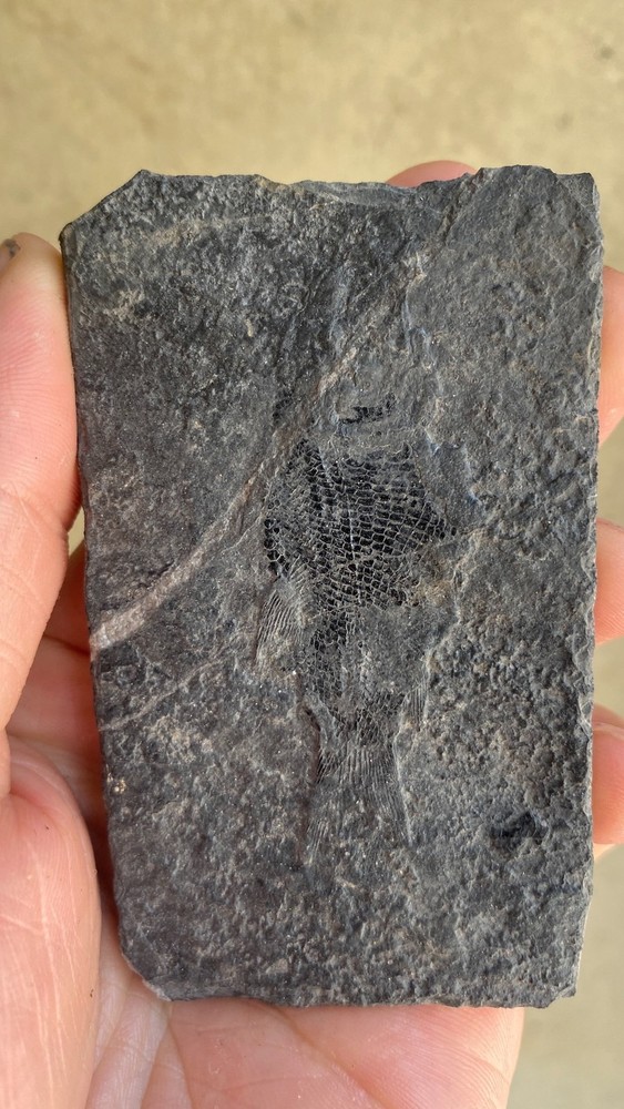 Unique and authentic fossilized fish like stone A21