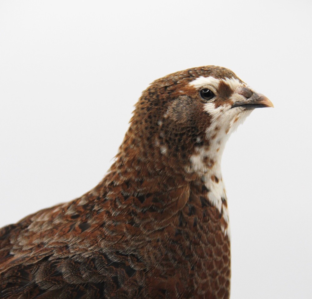 40++ Celadon Blue Coturnix Quail Hatching Eggs - Tuxedo, White, Red Range + More