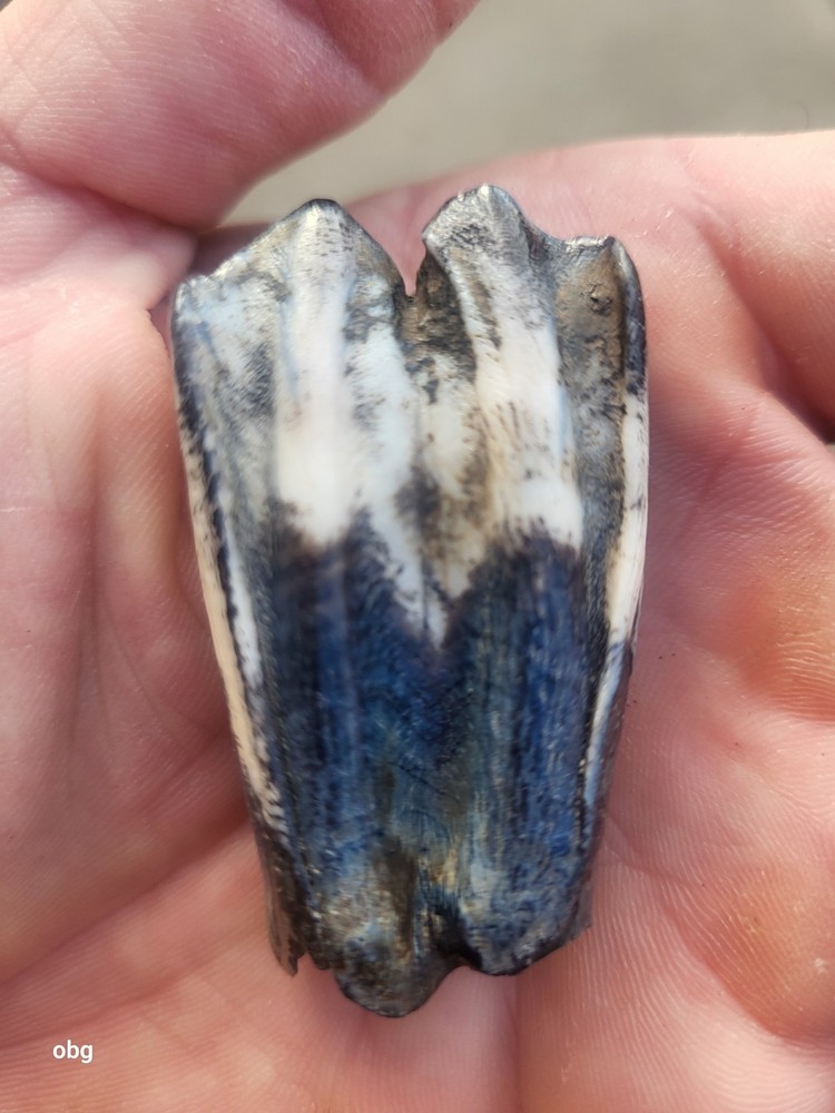 Historic bison tooth with blue vivianite permineralization