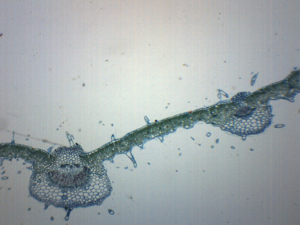 Syringa Vulgaris Leaf - Prepared Microscope Slide - 75x25mm - Eisco Labs