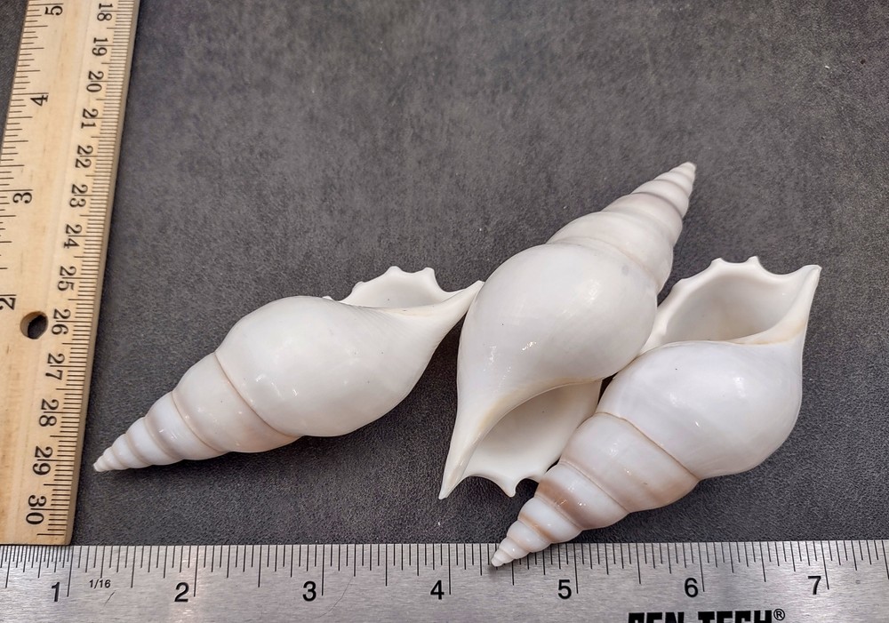 Delicate Tibia Seashell White Tibia Delicatula (3 shells approx. 3+ inches)