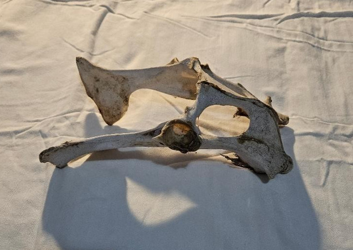 Deer Pelvis Bone