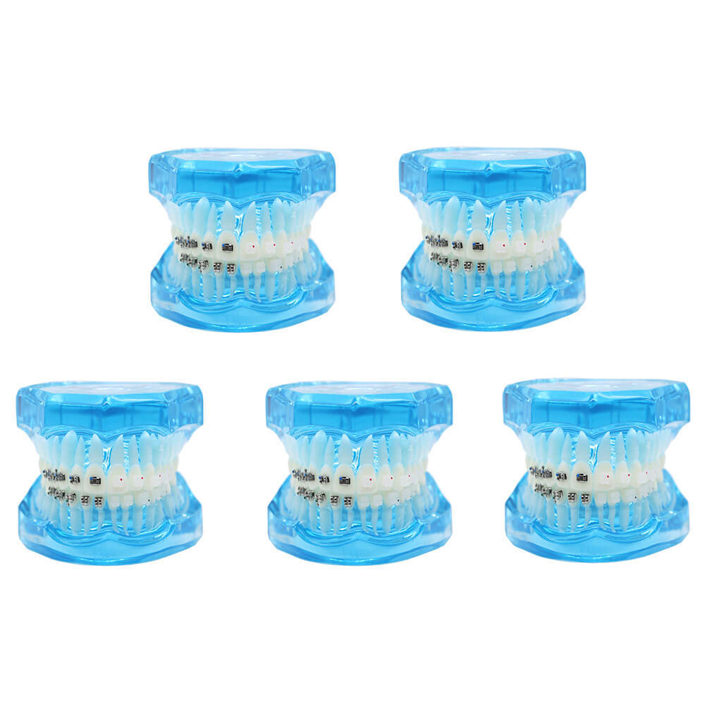 Dental orthodontic contrust teach study teeth model mental and ceramic bracket