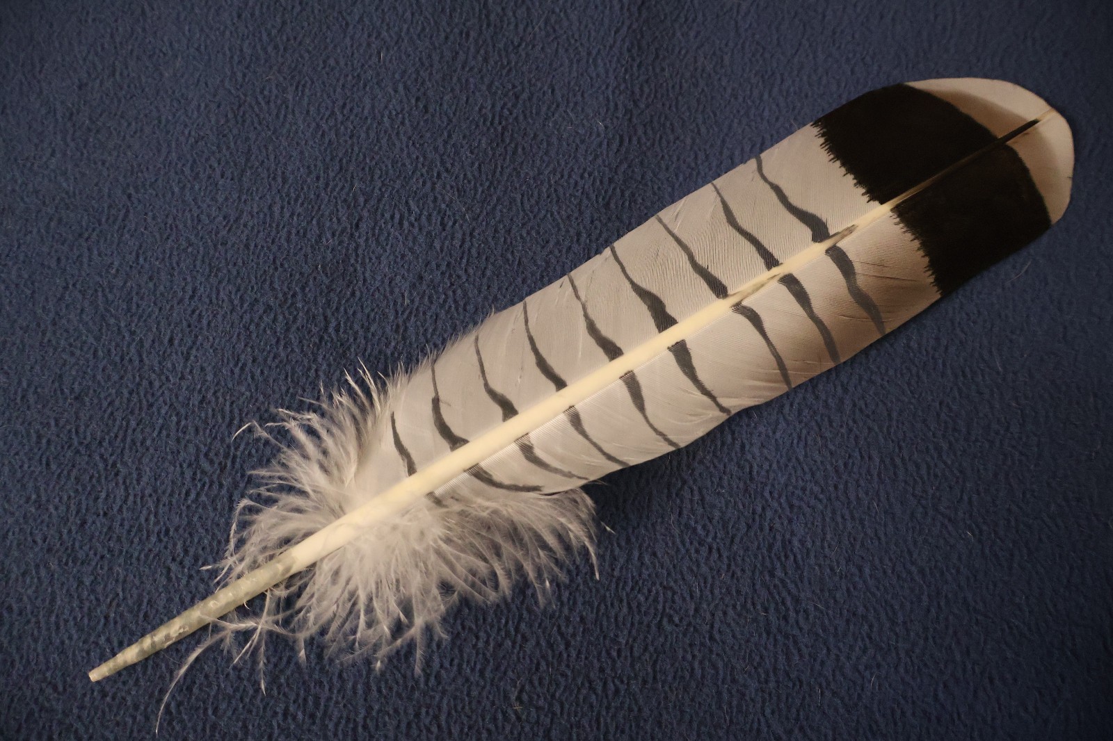 Native American-made the Revered White Tailed Hawk hand painted WhiteTailed Hawk