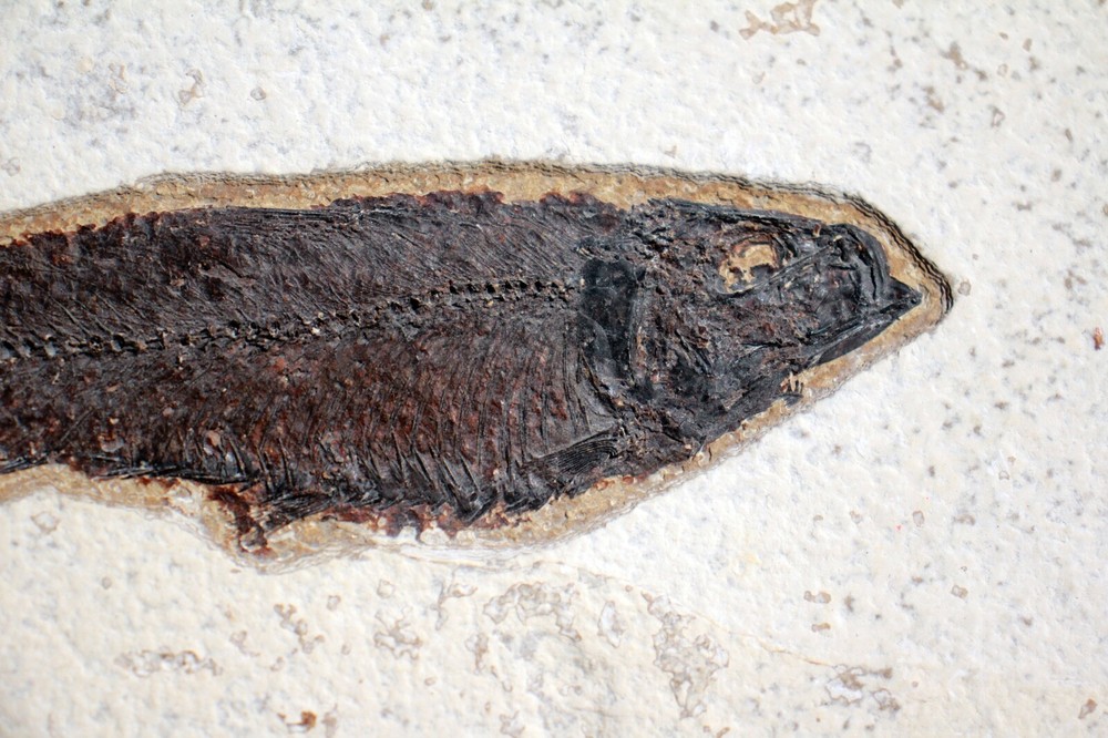 Fossil Fish • Knightia eocena • 5.5"