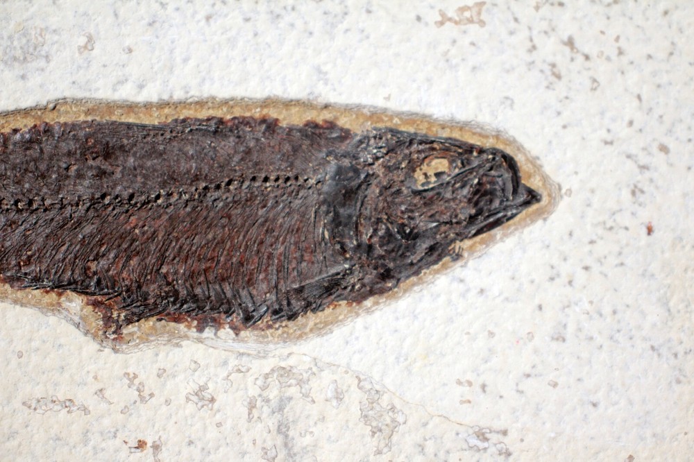 Fossil Fish • Knightia eocena • 5.5"