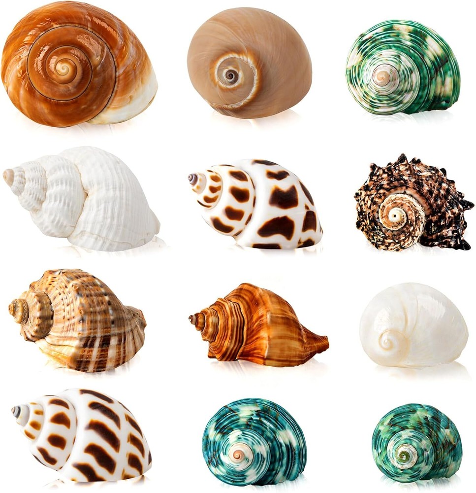 12PCS Hermit Crab Shells | Medium and Large Shell Size 1.6" - 3.2"