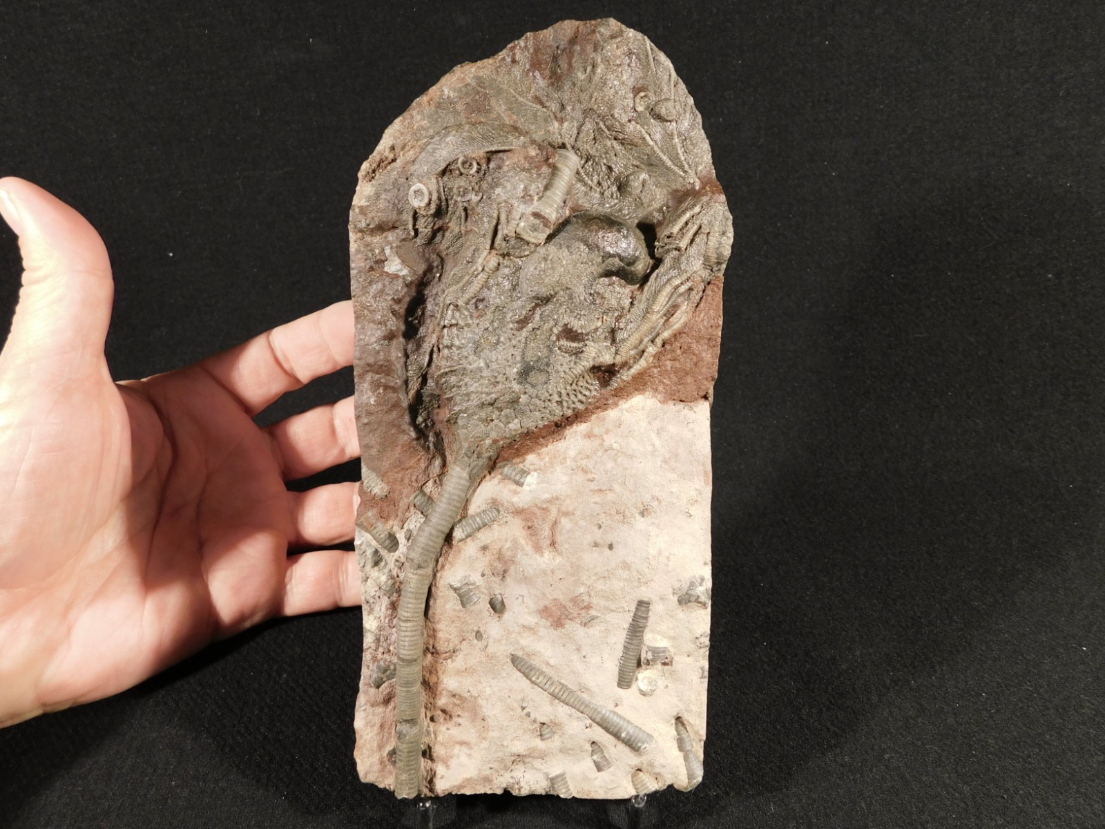 430 Million Year Old! CRINOID Fossil or Sea LILY Fossil Morocco 669gr