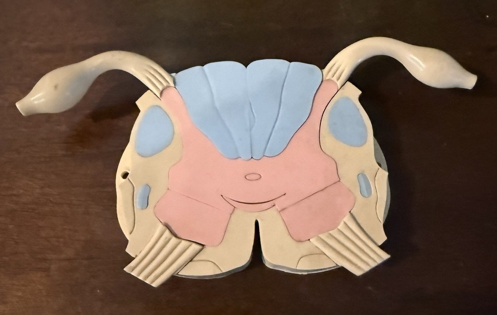 Merck Spinal Cord System Model Look