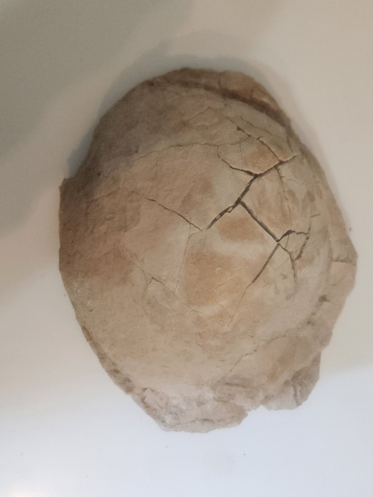 TURTLE FOSSIL