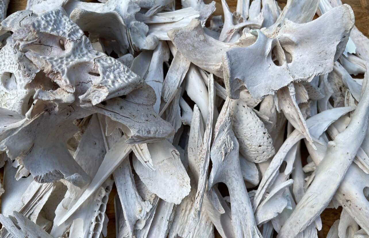 Alligator Bones 2 Pounds