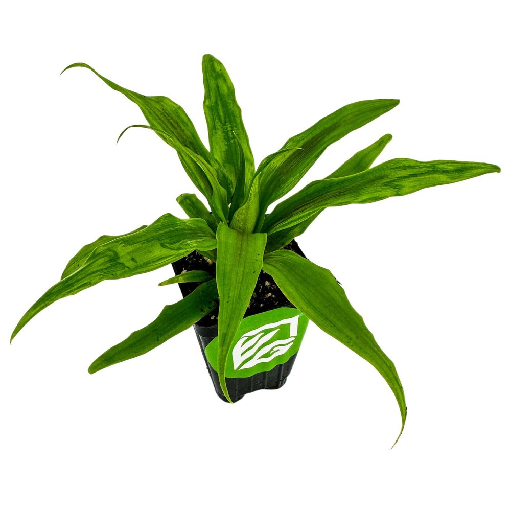 Florida Special Pineapple - Ananas comosus - Live Plant