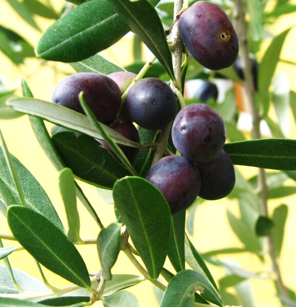 Olive Manzanillo Live Plants