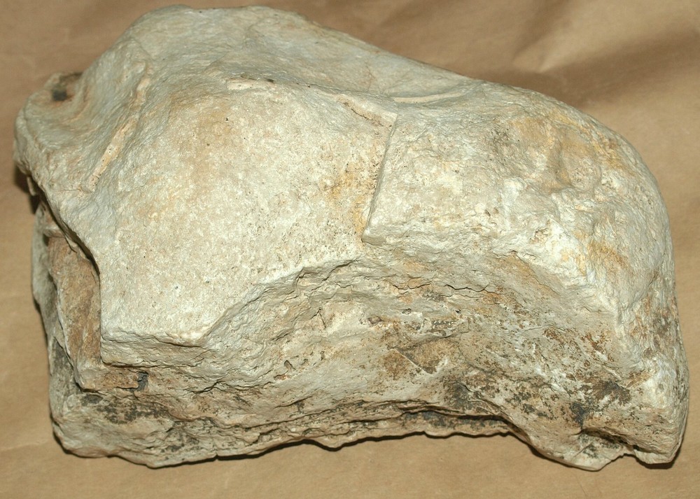 Silurian STROMATOLITE from Estonia