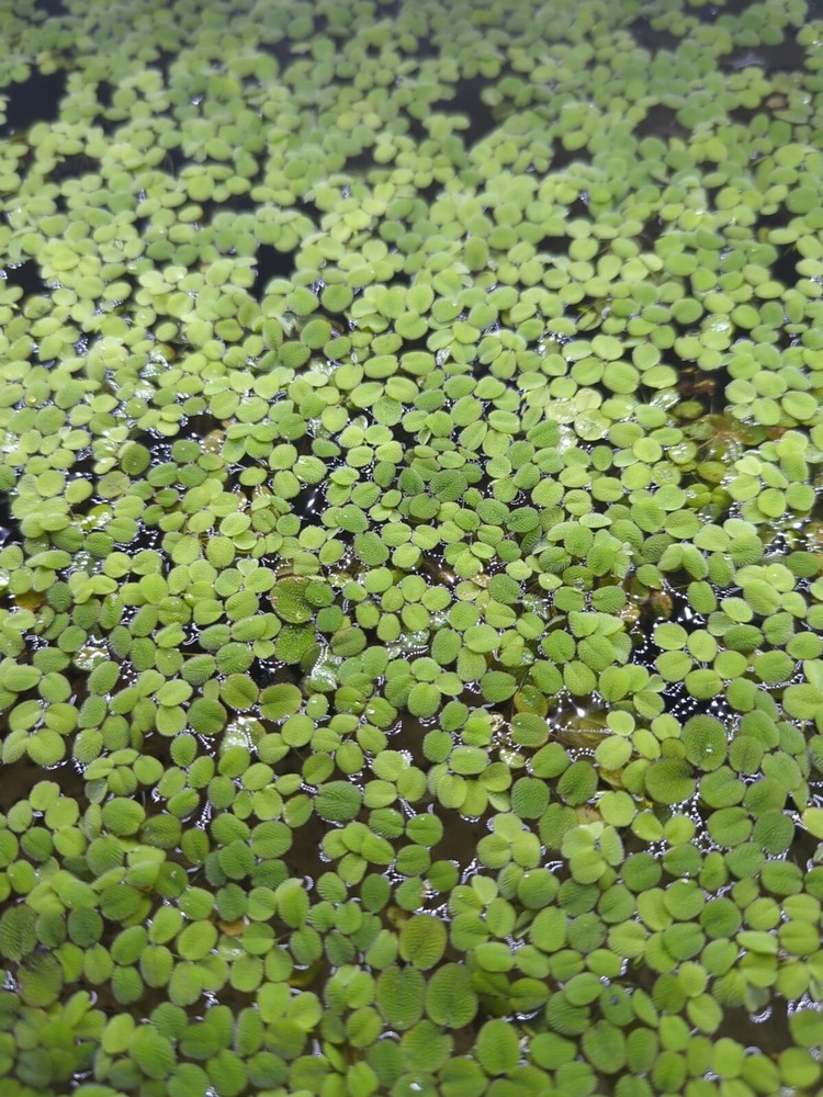 Water Spangles