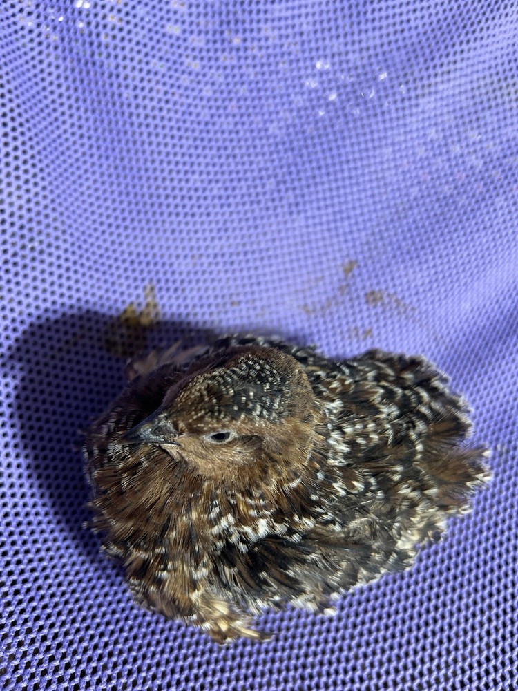 German Chocolate Pansy 10+ Hatching Eggs