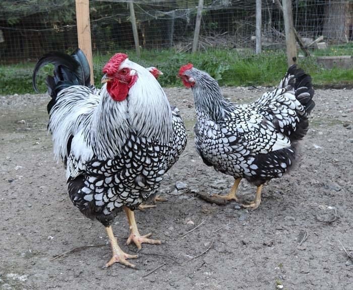 12 Rainbow chicken hatching eggs| Healthy Flock