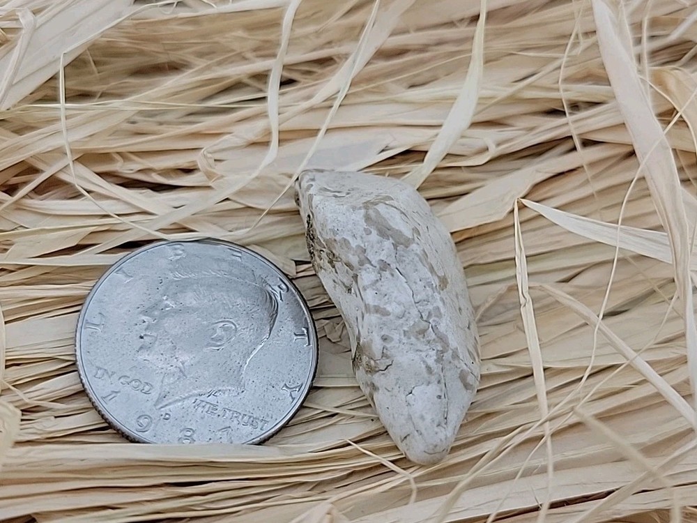 Permineralized Fossil T-Rex Tooth